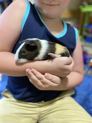 Guinea Pig — ranked #6