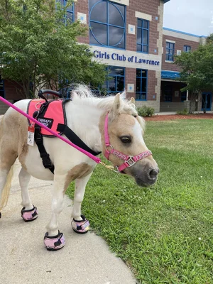 Miniature Horse — ranked #4