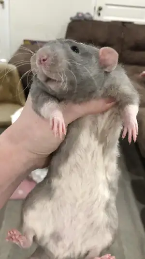 Rat — ranked #14