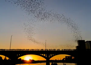 Congress Avenue Bridge Bats — ranked #7