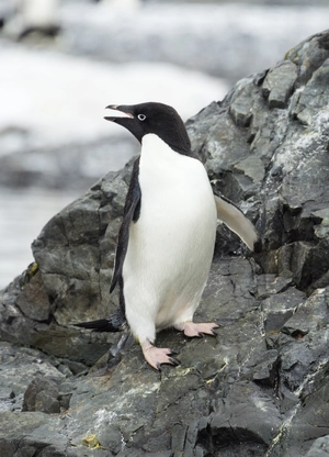 Adelie Penguin — ranked #14