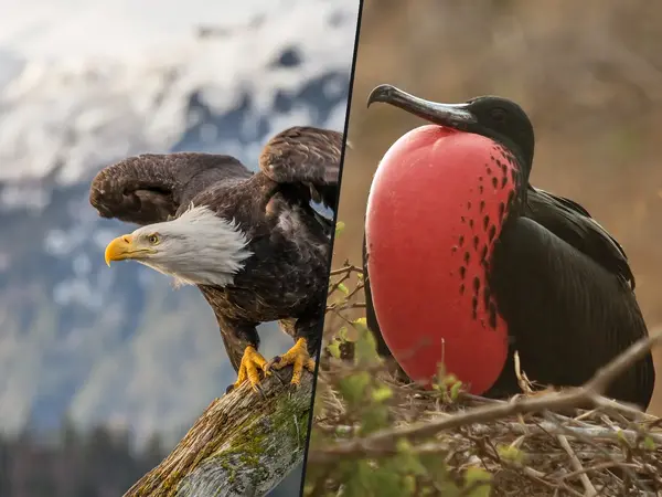 What is the biggest thief in the animal kingdom?
