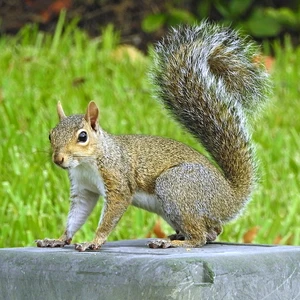 Eastern Gray Squirrel — ranked #4
