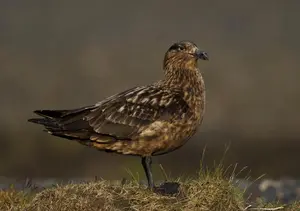Great Skua — ranked #15