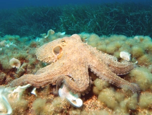 Octopus — ranked #13