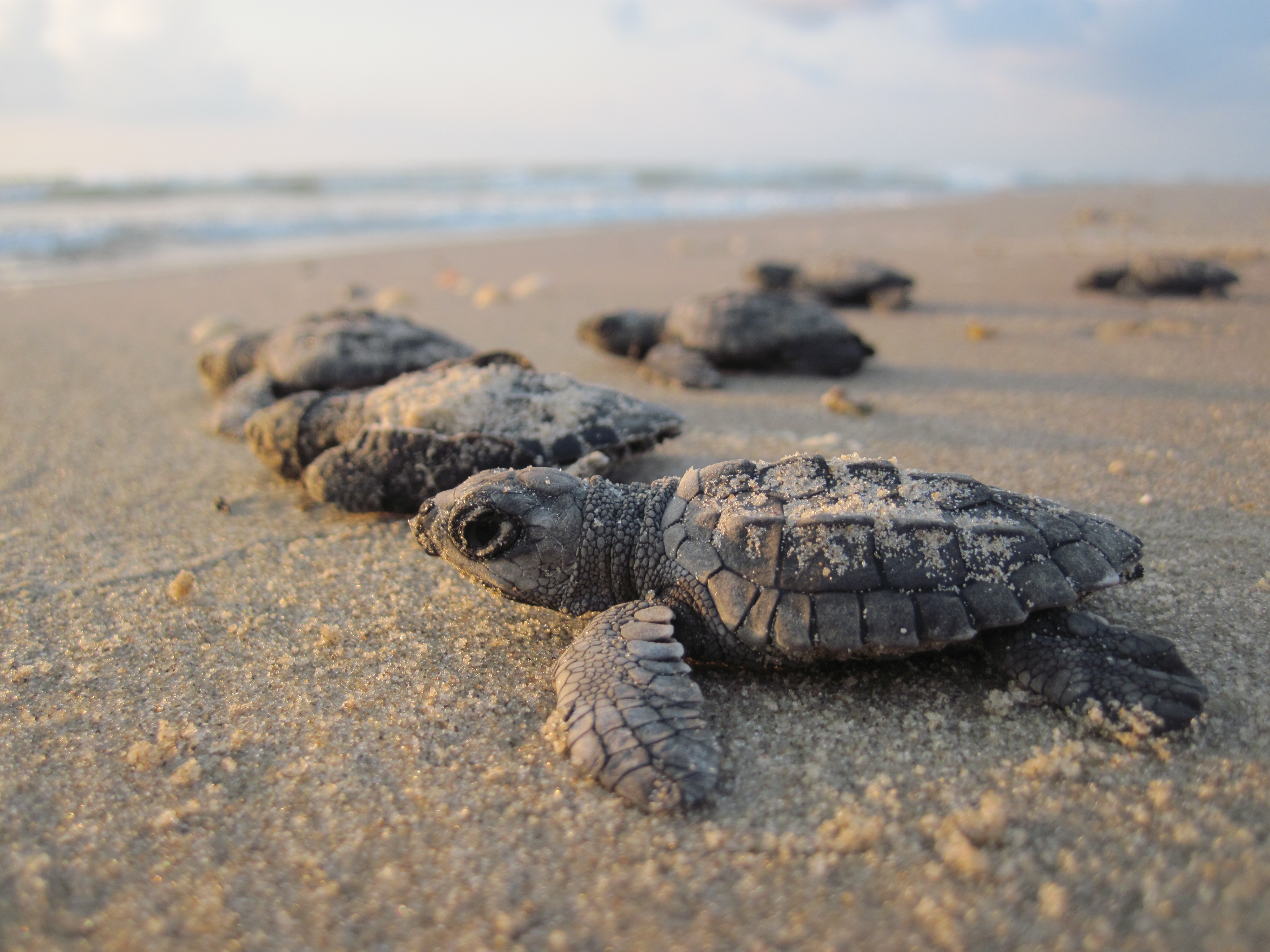 Baby Sea Turtle — ranked #14
