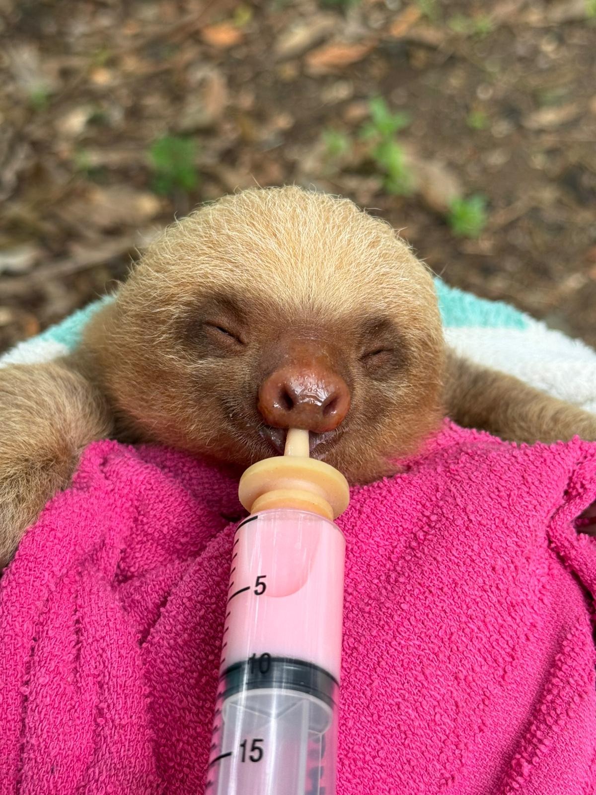Baby Sloth — ranked #12