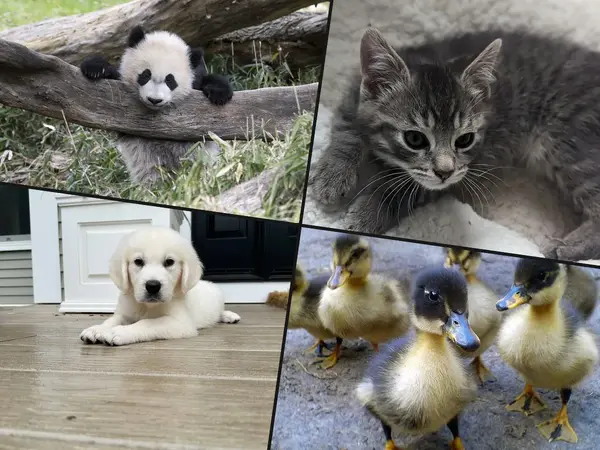What is the cutest baby animal?