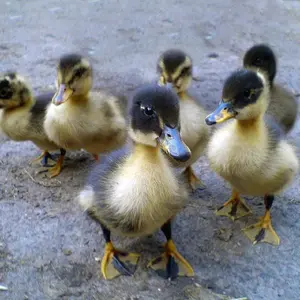 Duckling — ranked #4