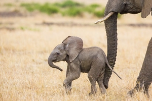 Elephant Calf — ranked #5