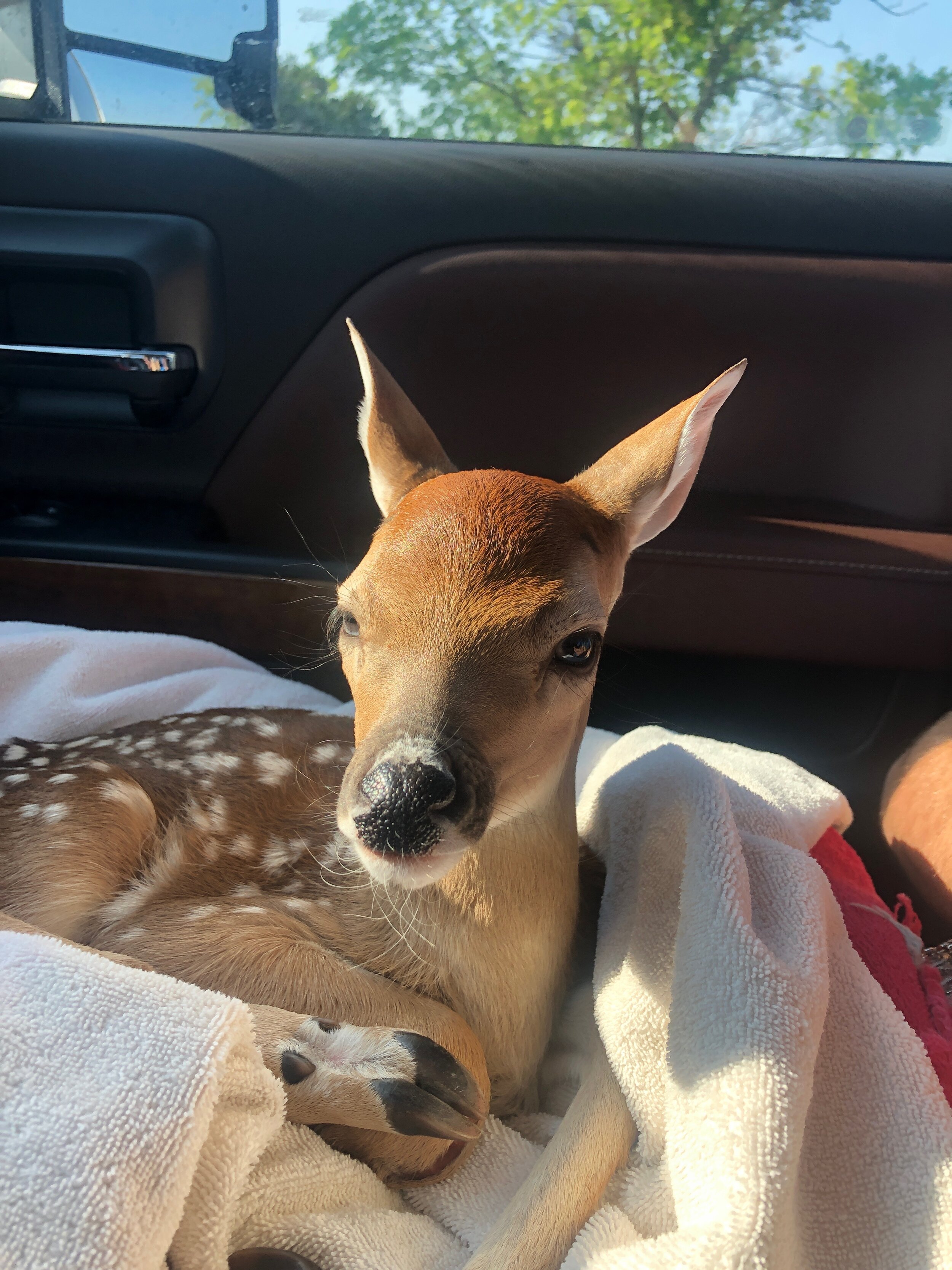 Fawn — ranked #8