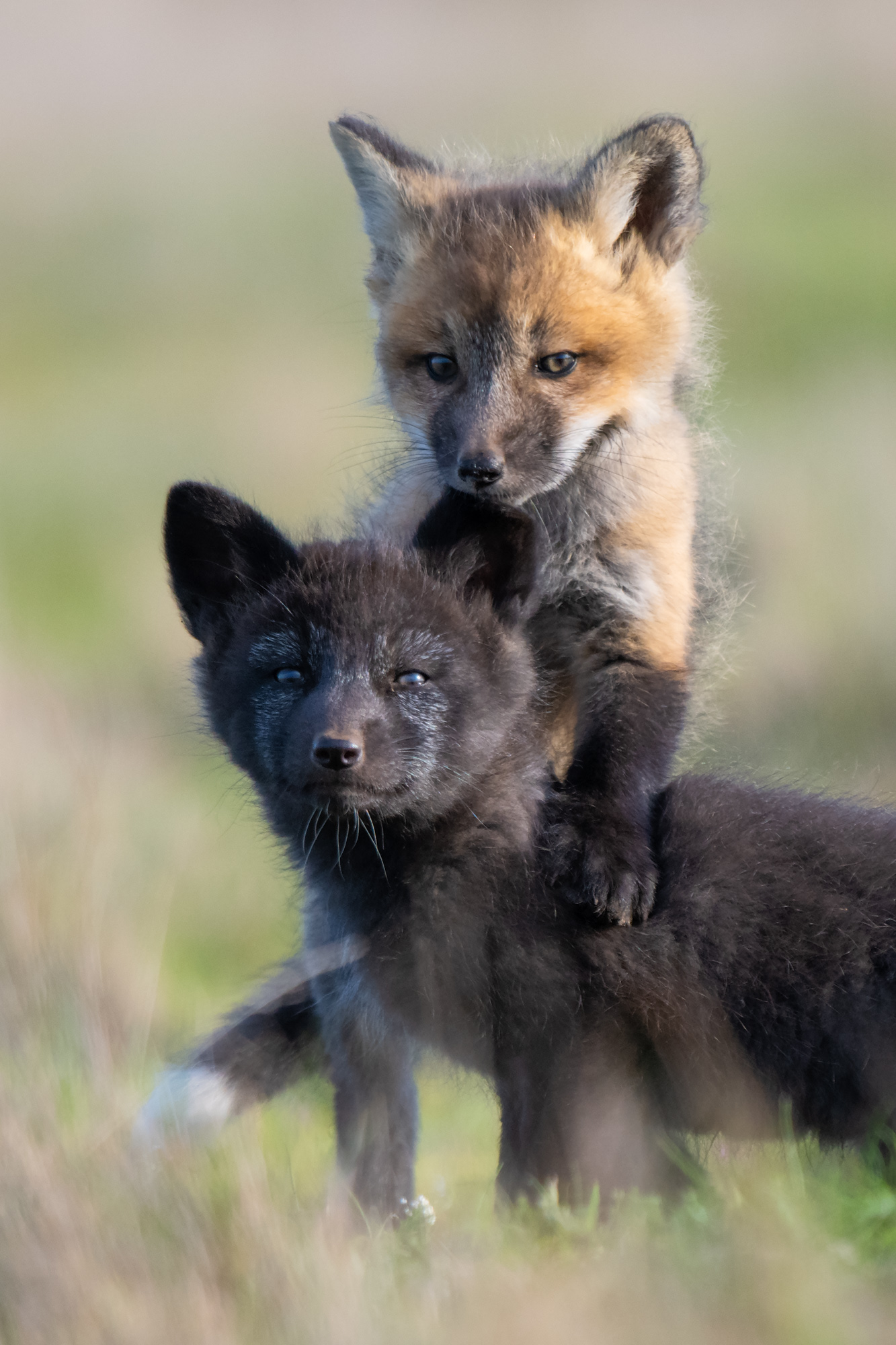 Fox Kit — ranked #13