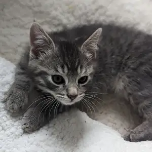 Kitten — ranked #2