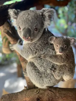 Koala Joey — ranked #15