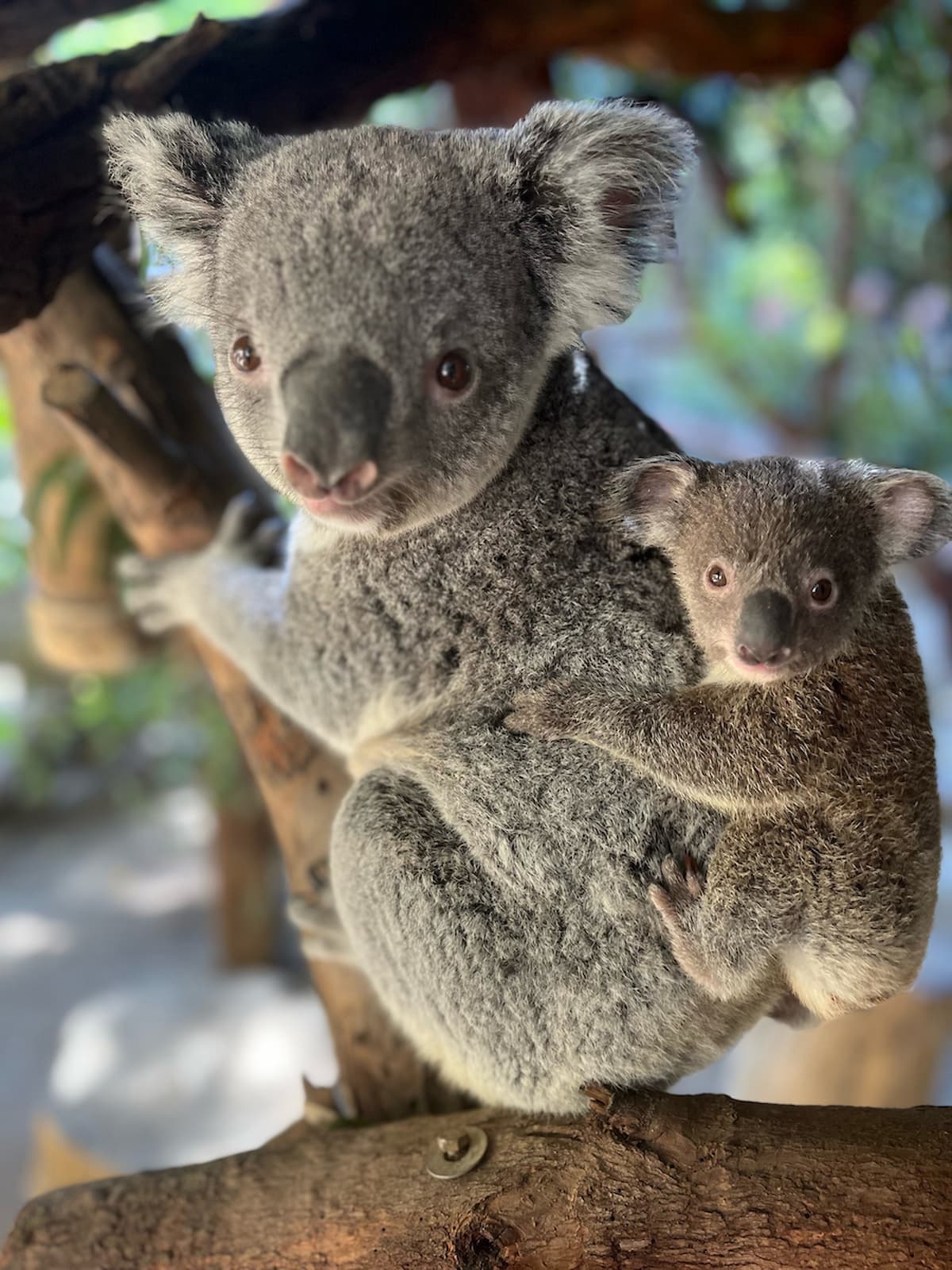 Koala Joey — ranked #15