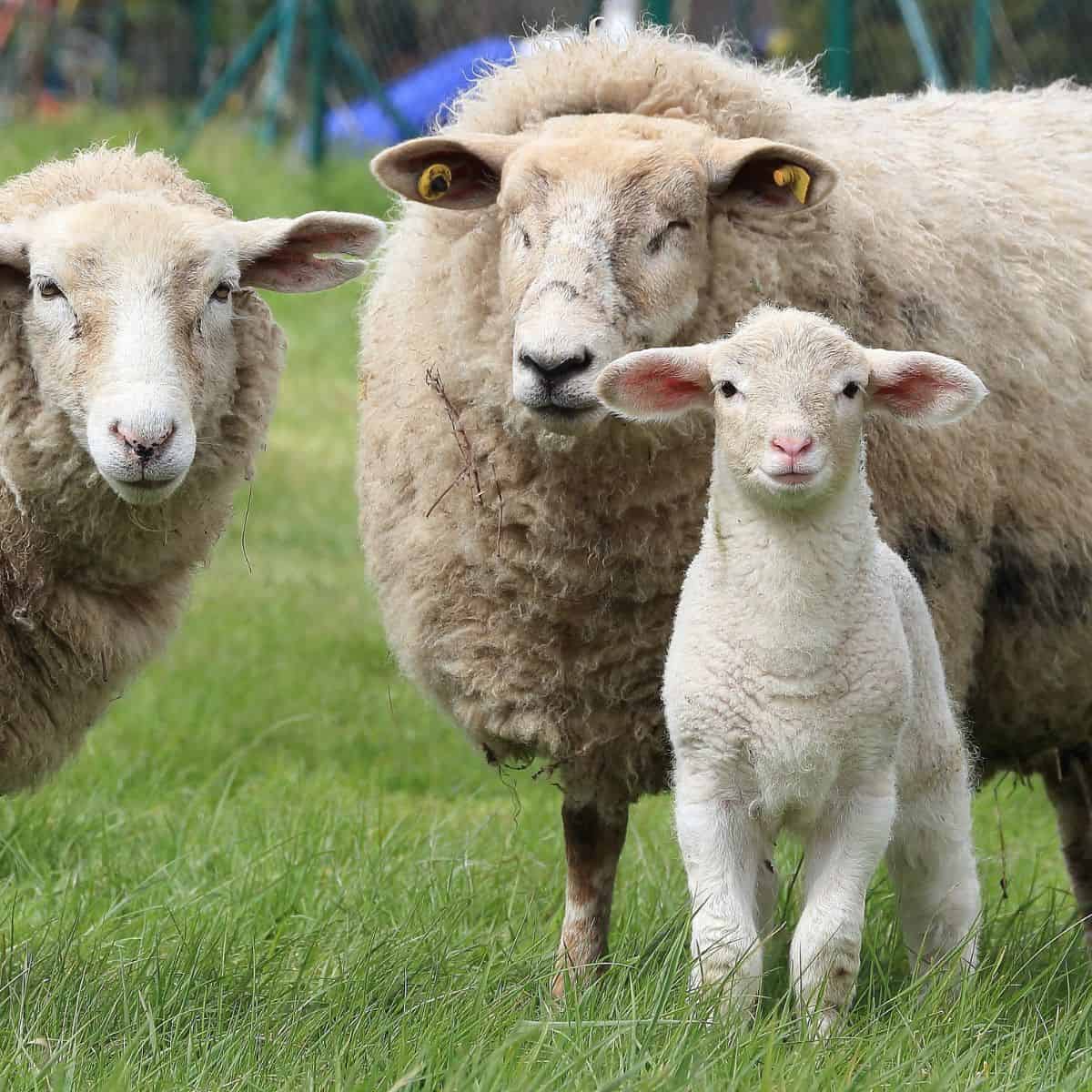 Lamb — ranked #11