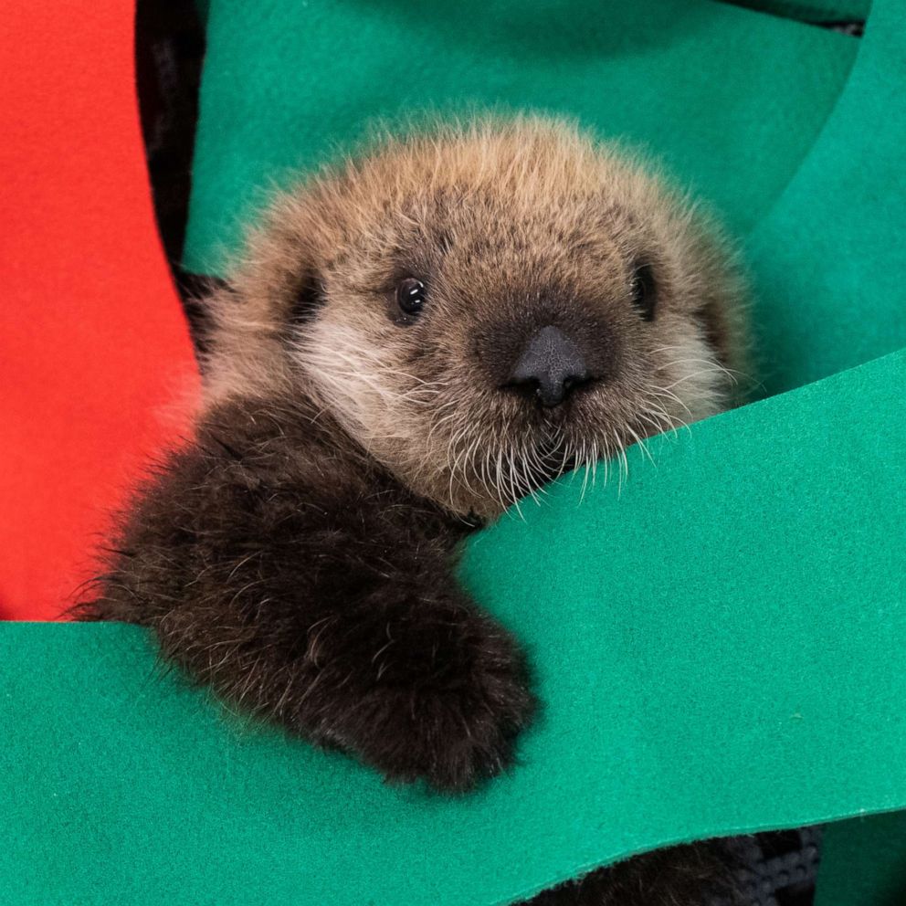 Otter Pup — ranked #6