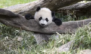 Panda Cub — ranked #3