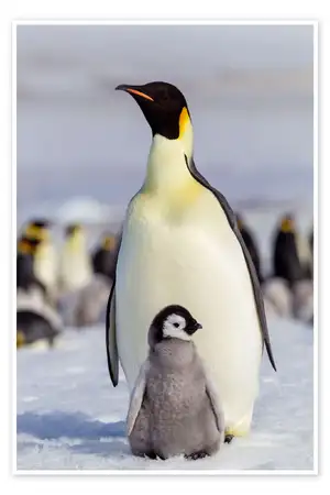 Penguin Chick — ranked #8