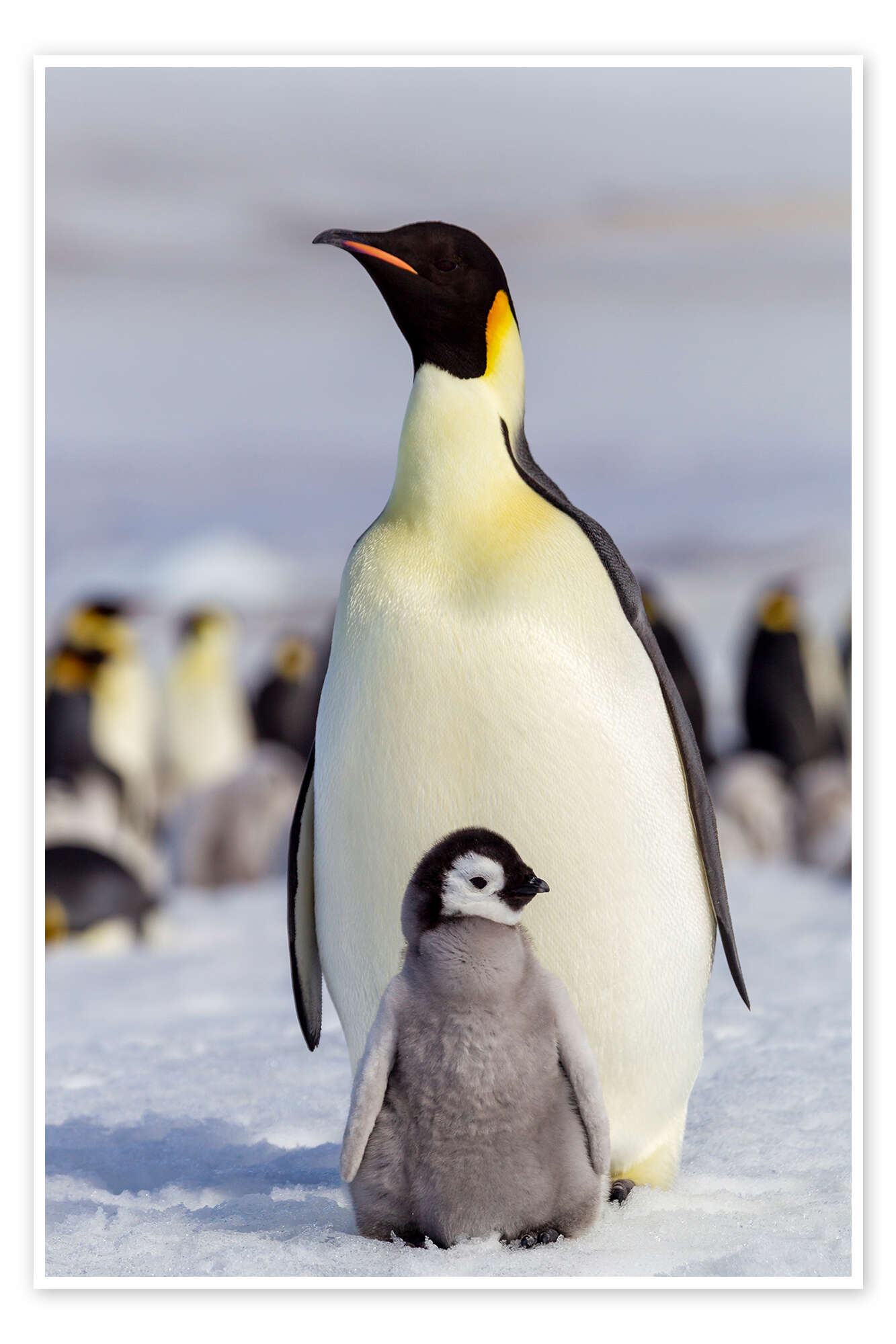 Penguin Chick — ranked #7