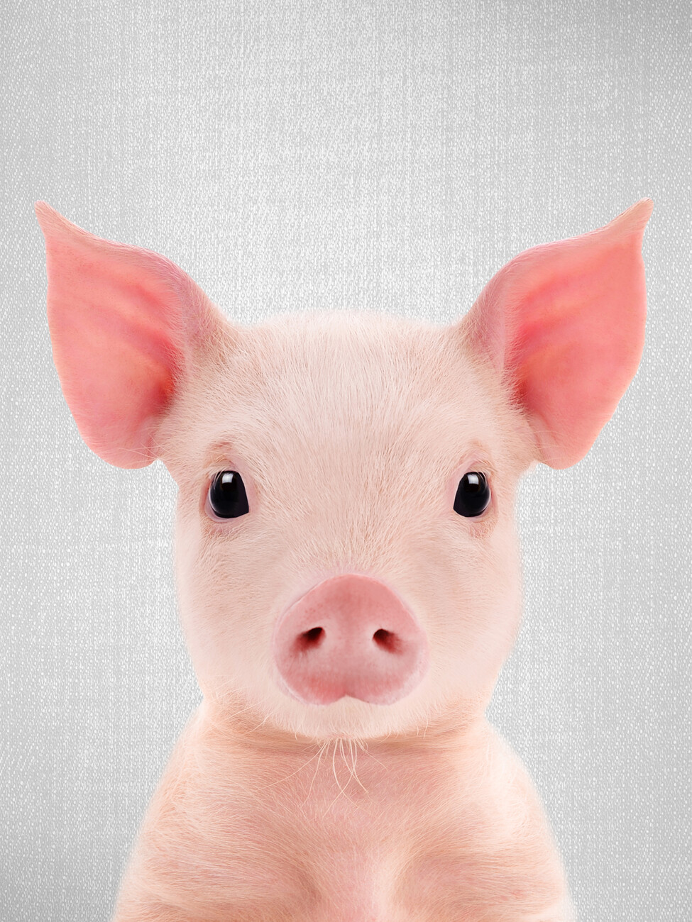 Piglet — ranked #9