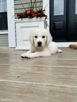 Puppy — ranked #1
