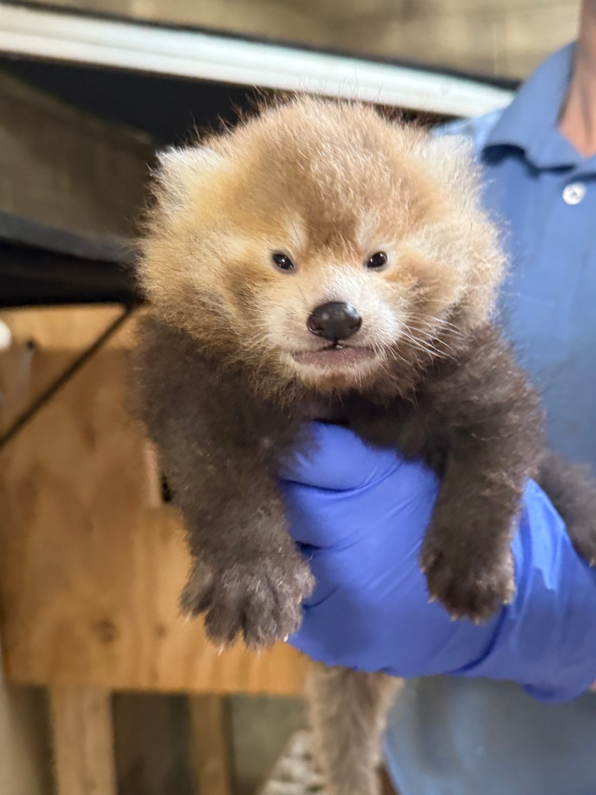 Red Panda Cub — ranked #10