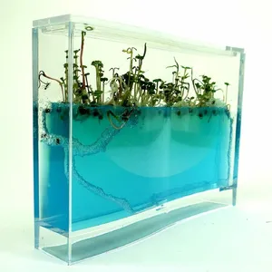 Ant Farm — ranked #13