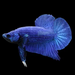 Betta Fish — ranked #8
