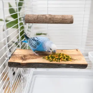 Budgerigar — ranked #11