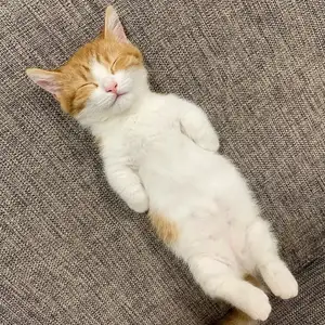 Cat — ranked #1