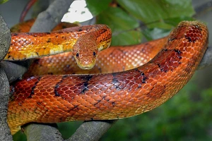 Corn Snake — ranked #5