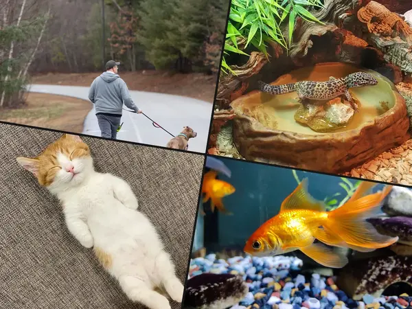 What is the easiest pet to take care of?