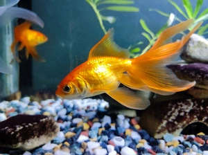 Goldfish — ranked #3