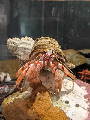 Hermit Crab — ranked #6