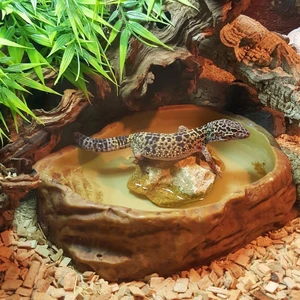 Leopard Gecko — ranked #4