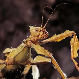 Stick Insect — ranked #7