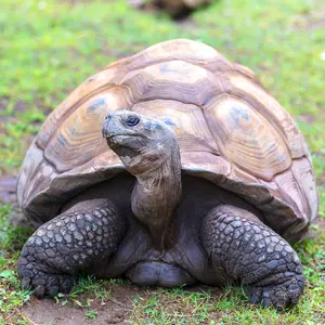 Tortoise — ranked #9