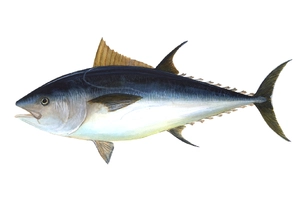Atlantic Bluefin Tuna — ranked #7