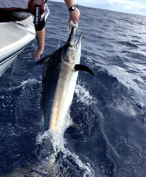Black Marlin — ranked #9