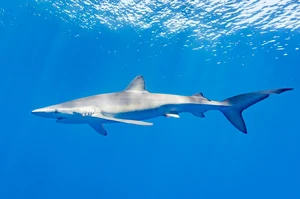 Blue Shark — ranked #11