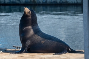 California Sea Lion — ranked #14