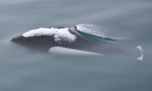 Dall's Porpoise — ranked #16