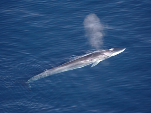 Fin Whale — ranked #15