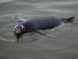 Gentoo Penguin — ranked #12