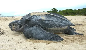 Leatherback Sea Turtle — ranked #8