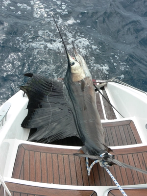 Sailfish — What is the fastest swimmer in the ocean?
