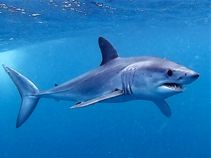 Shortfin Mako Shark — ranked #13