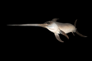 Swordfish — ranked #4