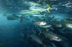 Yellowfin Tuna — ranked #10